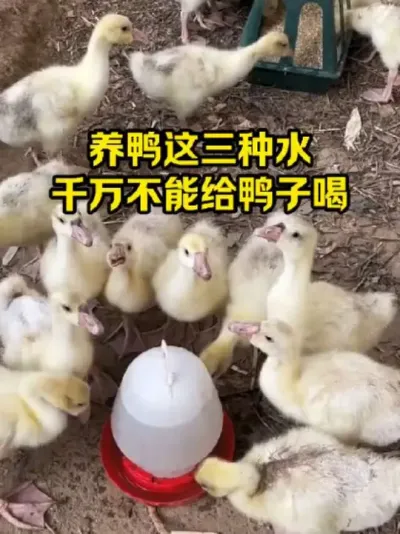 养鸭这三种水，不能经常给鸭子喝#抖音三农#养鸭#养殖