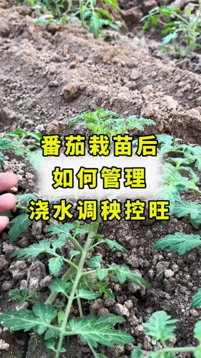 番茄栽苗后，如何浇水 调秧 控旺！#西红柿种植 #传播农业小知识 #番茄种植 #农业种植