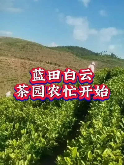 #服务三农支持三农 #茶树种植技术与管理 #春茶采摘 #春茶上市