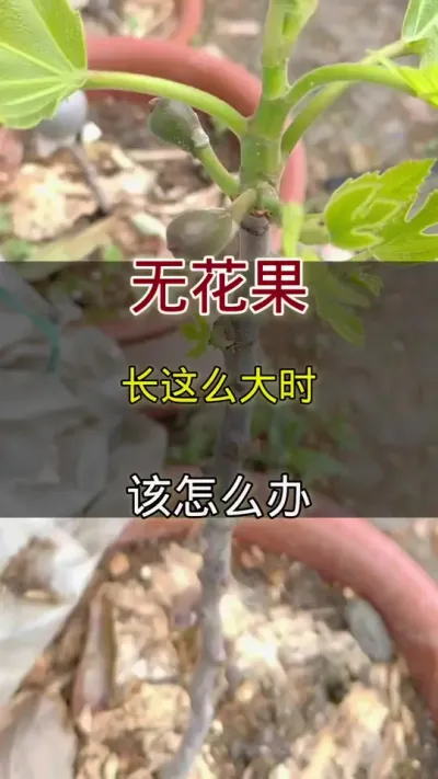 无花果出果芽以后怎么办#无花果#种植小技巧