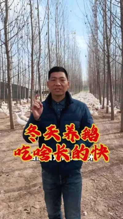 冬天养鹅，到底喂啥长得快？#养鹅技术分享 #狮头鹅养殖 #三农养殖 #养鹅人 #东哥带你养鸭鹅
