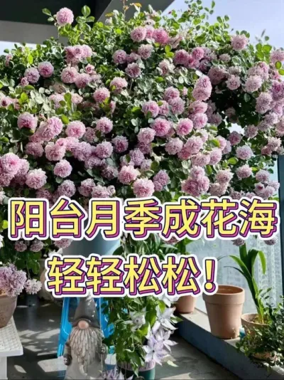 阳台月季成花海，轻轻松松！#月季 #月季养护 #花卉绿植 #养花小知识 #养花人的乐趣