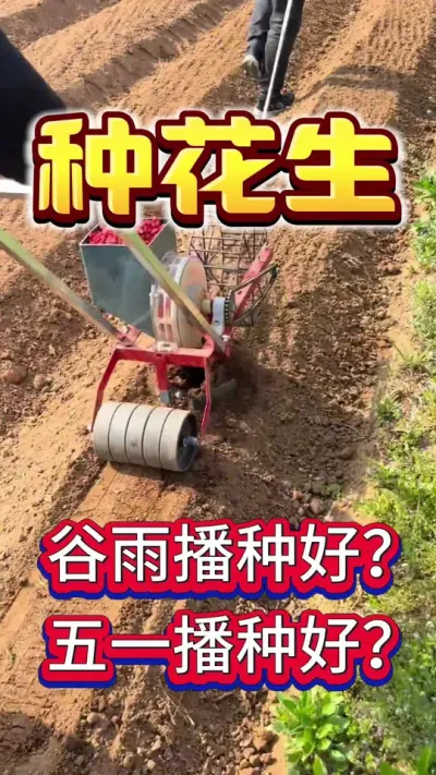 种花生是谷雨播种好？还是五一播种好？#花生种植 #花生高产 #种花生 #花生种植管理技术 #花生高产种植