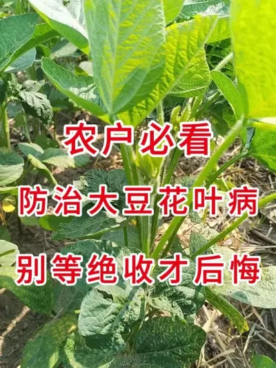 警惕！大豆花叶病毒病一招教你识别 #三农流量扶持计划 #大豆种植 #抖音助农 #三农小知识 #农业植保知识分享