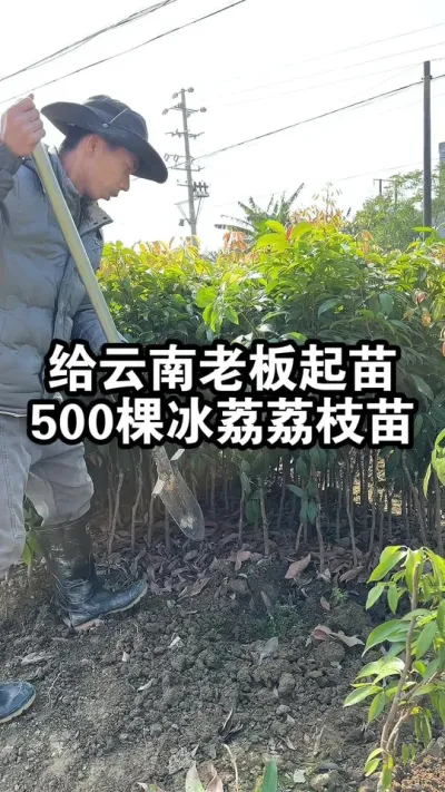 给云南老板起苗500棵冰荔荔枝苗，二次培育，根系发达 #荔枝苗 #冰荔 #荔枝王