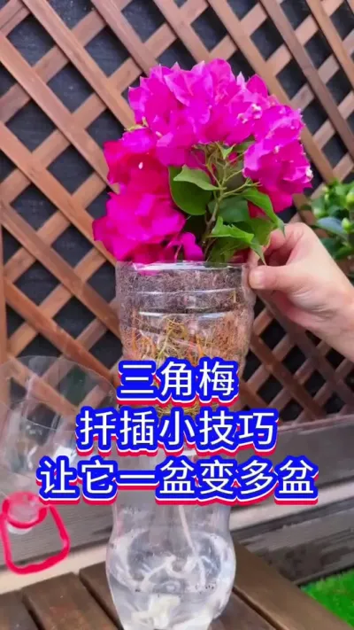 三角梅扦插方法#三角梅 #养花小知识 #爱生活爱养花
