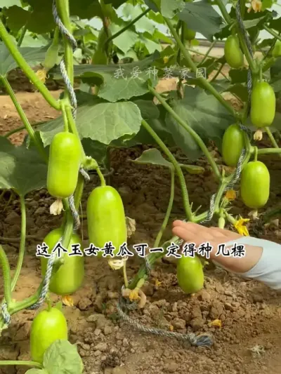 玉女黄瓜好吃好看，产量还高 #田园生活 #我的菜园子 #玉女黄瓜