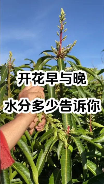开花早还是晚，冬季水分多少告诉你答案 #花芽分化#农业技术推广 #种植小技巧