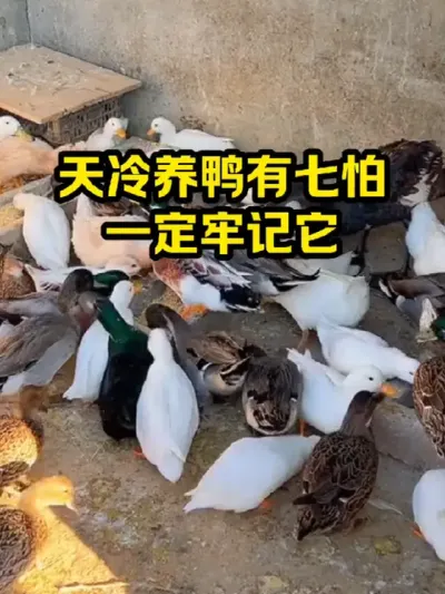 天冷养鸭有七怕，一定牢记它 #抖音三农#养殖#养鸭