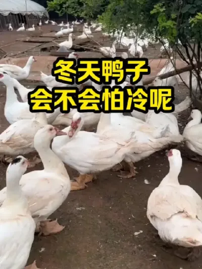 冬天鸭子，会不会怕冷呢 #抖音三农#养殖#养鸭