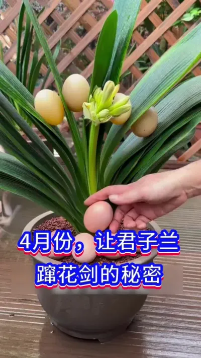 让君子兰蹿花剑的秘密#君子兰 #英子园艺 #养花小知识