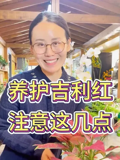 养护吉利红，注意以下几点#花卉绿植 #吉利红植物 #种植小技巧 #养花小知识 #吉利红水培植物