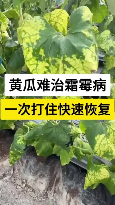 黄瓜难治霜霉病，一次打住快速恢复 #黄瓜 #黄瓜种植技术 #霜霉病 #病虫害防治 #服务三农支持三农