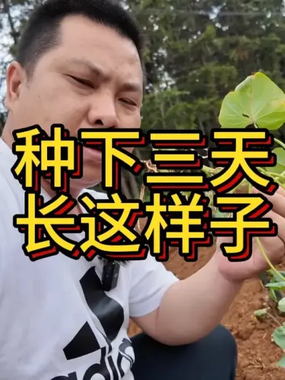 这样的长势还不错吧#农业种植 #红薯种植 #红薯种植技术 #节点施肥 #根壮霸