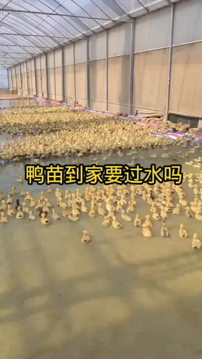 #养鸭技术 #肉鸭养殖 #养鸭流程 #养鸭小妙招