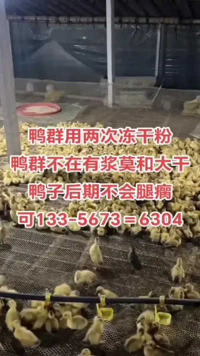 #肉鸭养殖 #养鸭人 #养鸭 #禽病防治 #养殖技术交流