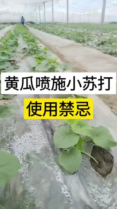 黄瓜喷湿小苏打使用禁忌#黄瓜 #黄瓜高产种植 #黄瓜种植 #三农 #服务三农支持三农