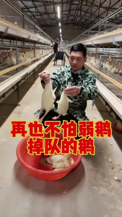 有了它，再也不怕鹅群里的小鹅，弱鹅，掉队的鹅了。#科学养鹅 #养鹅技术分享 #狮头鹅养殖 #养鹅人 #三农养殖
