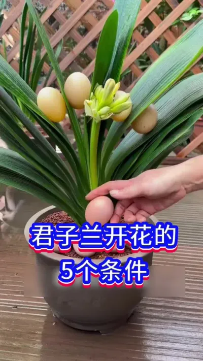 君子兰开花必备的5个条件#君子兰 #养花小知识 #英子园艺