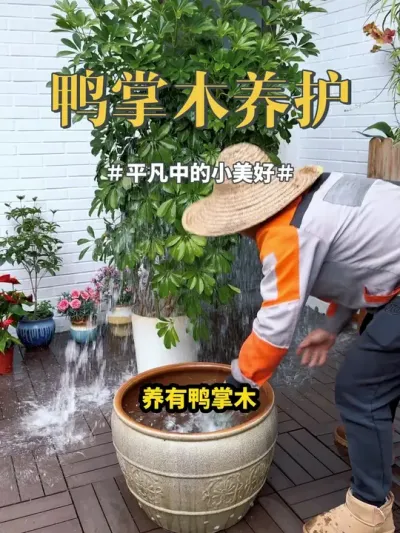 #鸭掌木 #八方来财 #养花 养护鸭掌木的方法，记住这四句话