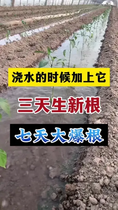 浇水的时候加上它，三天左右生新根，七天左右大爆根#分享农业知识帮农民增产增收 #生根粉 #农业种植技术