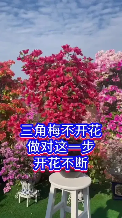 三角梅#英子园艺 #养花小知识 #养花人的乐趣