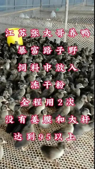 #养鸭 #养鸭技术 #养鸭小妙招 #养鸭流程