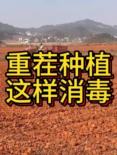 重茬种植红薯怎么做的#农业种植 #红薯种植 #红薯种植技术 #重茬 #农业技术推广