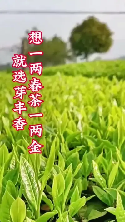 #服务三农支持三农 #抖音助农扶农 #茶树种植 #茶树种植技术与管理 #茶