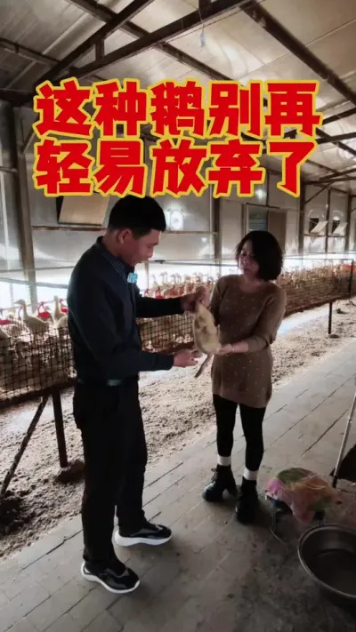 这种奄奄一息的鹅，别再轻言放弃了，可以试试这个方法！#狮头鹅 #养鹅人 #鹅苗 #养鹅 #养鹅技术