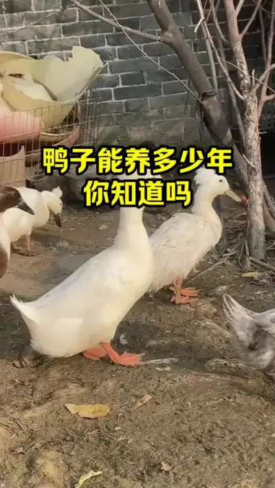 鸭子能养多少年，你知道吗#抖音三农鸭#养殖