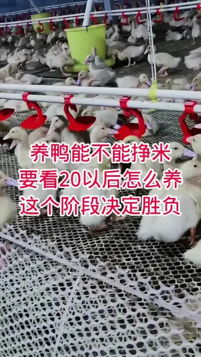 养鸭能不能挣米，要看20天以后怎么养，这个阶段决定胜负 #鸭子 #肉鸭养殖 #养殖人加油 #养鸭人
