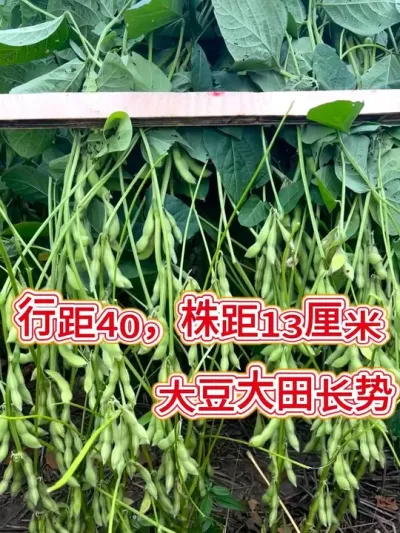 最新国审大豆，田间长势 #抖音助农 #服务三农支持三农 #种子 #新农人计划