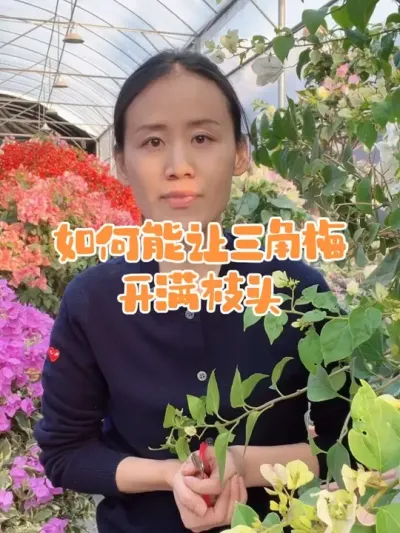 如何能让三角梅开满枝头#三角梅 #花卉绿植 #养花小知识 #三角梅养护