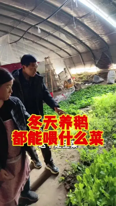 冬天养鹅，都可以喂哪些青菜？#科学养鹅 #养鹅技术分享 #养鹅人 #三农养殖 #狮头鹅养殖