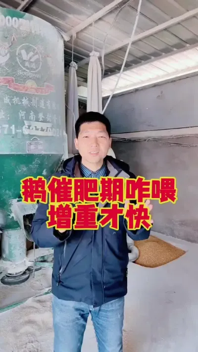 鹅催肥期怎么喂，增重才比较快？#三农养殖 #养鹅 #养鹅技术  #狮头鹅 #鹅苗