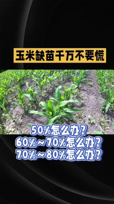 玉米缺苗处理方法