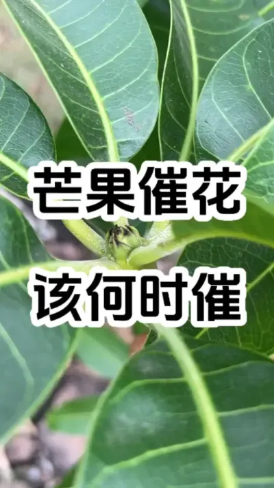 芒果什么时候可以催花 #病虫害防治 #农业技术推广 #芒果催花