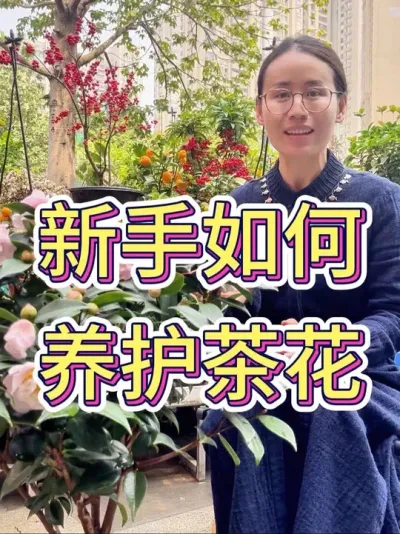 新手如何养护茶花#茶花 #茶花养护 #花卉绿植 #养花小知识 #养花技巧