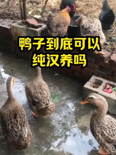 鸭子到底可以，纯汉养吗 #抖音三农#养鸭#养殖