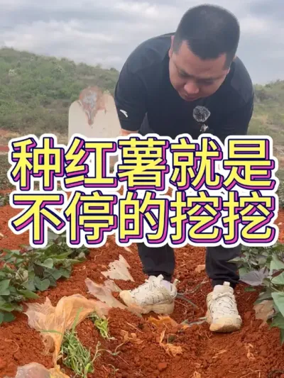 云南比较早种的一批红薯长这样了#农业种植 #红薯种植 #红薯种植技术 #节点施肥 #增薯淋