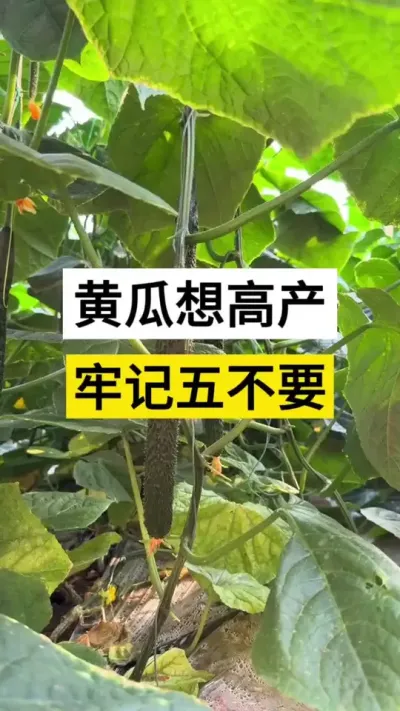 黄瓜想高产，牢记五不要 #黄瓜 #黄瓜种植 #黄瓜高产 #黄瓜管理技术 #农业种植技术