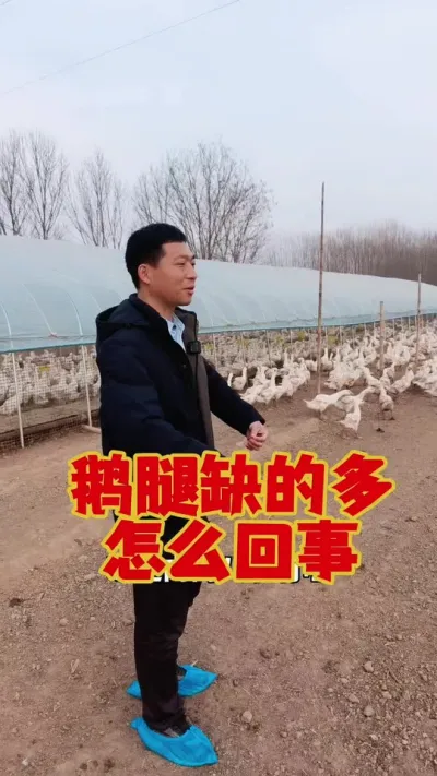鹅腿缺的多是怎么回事？怎么改善？#鹅苗 #狮头鹅 #养鹅 #科学养鹅#养鹅技术