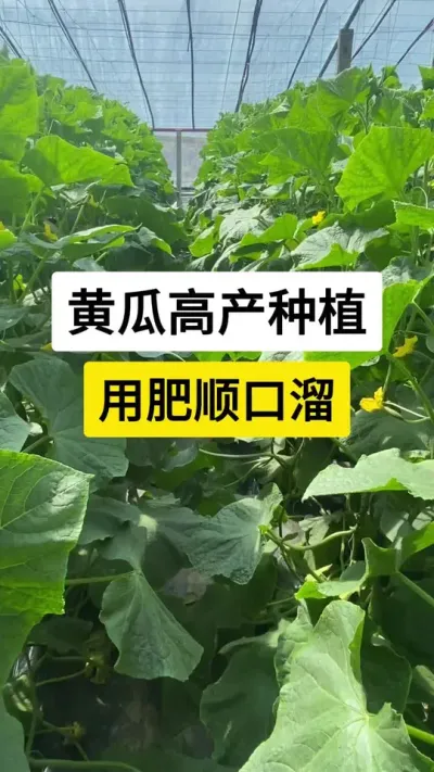 黄瓜高产种植，用肥顺口溜 #黄瓜 #黄瓜种植技术 #黄瓜高产 #黄瓜管理技术 #农业种植技术