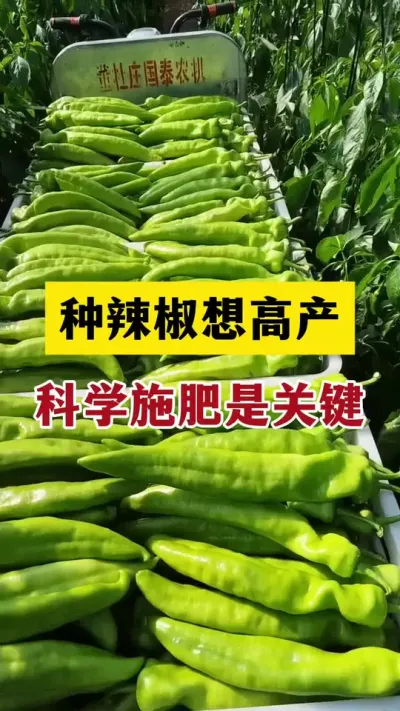 辣椒想要产量高，科学施肥很重要#分享农业知识帮农民增产增收 #抖音助农 #服务三农支持三农