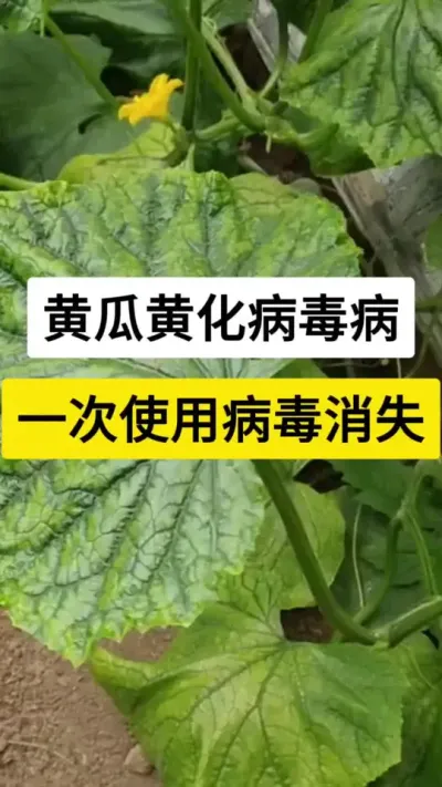 黄瓜黄化病毒病，一次使用病毒消失 #黄瓜种植 #黄瓜高产种植 #黄化病毒病 #黄瓜种植技术 #农业种植技术