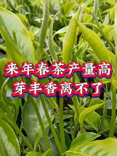 #茶树种植技术与管理 #春茶采摘 #助力三农