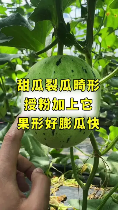 甜瓜裂瓜，畸形，瓜条短，解决方法！#传播农业小知识 #甜瓜种植 #甜瓜种植技术 #良田神话 #甜瓜授粉