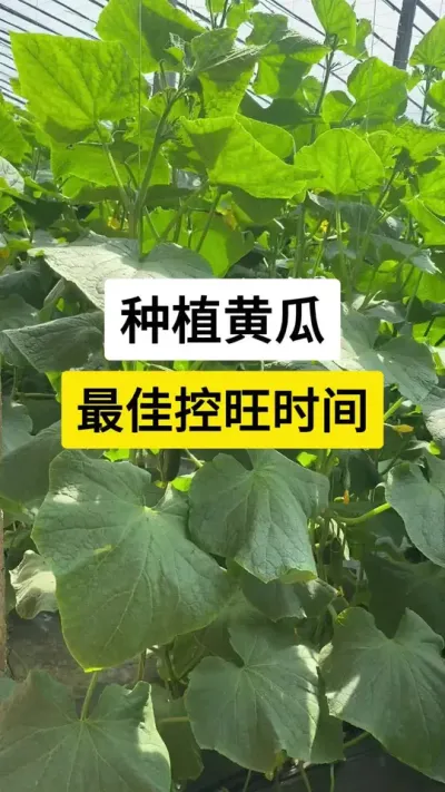 种植黄瓜，最佳控旺时间 #黄瓜 #黄瓜种植 #黄瓜高产种植技术 #黄瓜管理技术 #农业种植技术