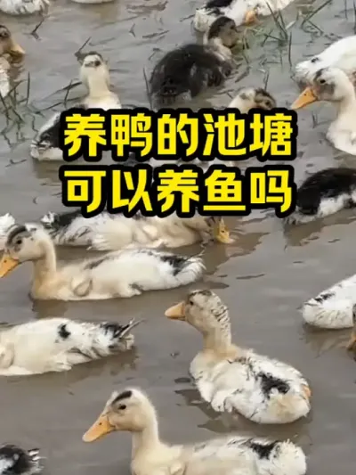 养鸭的池塘，可以养鱼吗 #抖音三农#养鸭#养殖